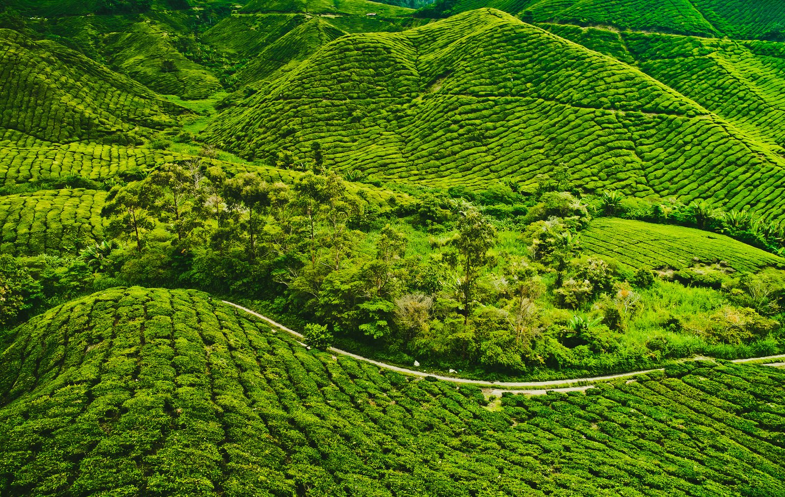 tea-plantation