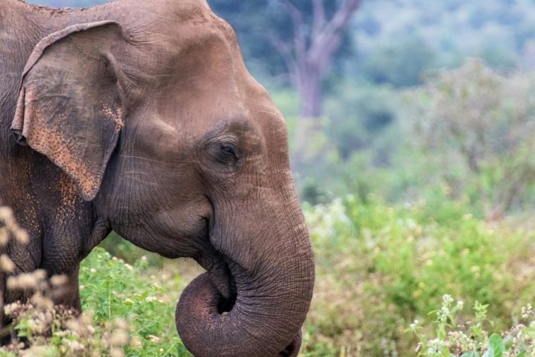 asian-elephant-close-up-sri-lanka-wildlife