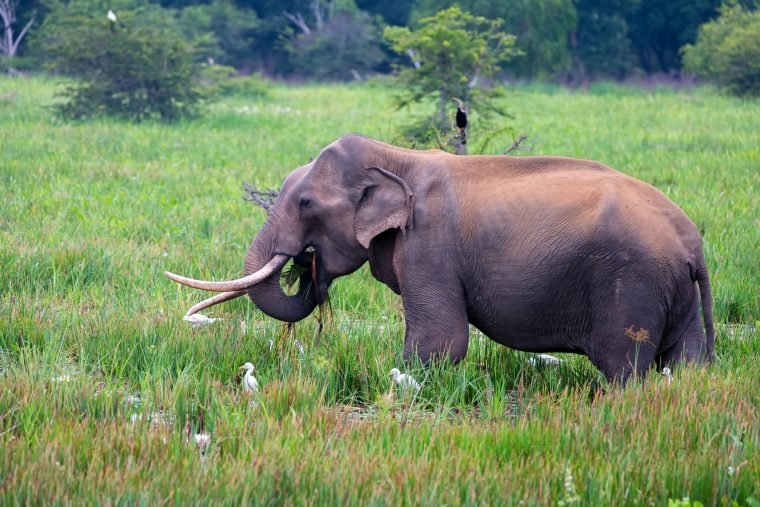 asian-tusker-elephant-or-elephas-maximus-in-wild-jungle-2