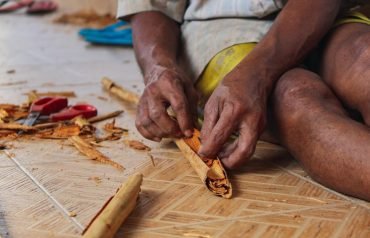 Cinnamon production, Sri Lanka.