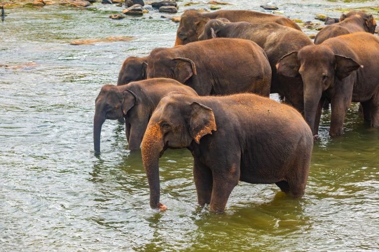 elephants-bathing-in-the-river-pinnawala-elephant-orphanage-sri-lanka-2