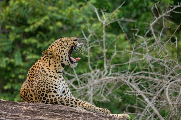 leopard-in-yala-national-park-yawning-on-a-rock