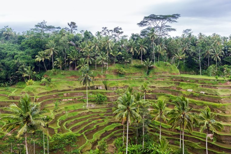 rice plantation terrace on Sri Lanka
