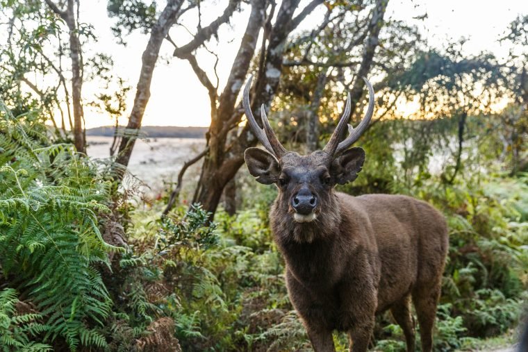 scenic-view-of-wild-deer-with-big-horns-in-natural-habitat-sri-lanka-horton-plains