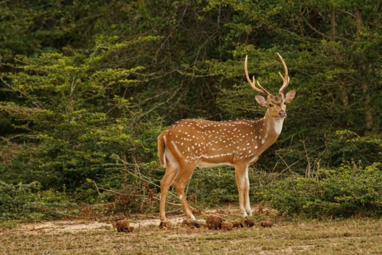 spotted-deer-chital-sri-lanka-safari