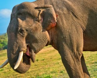 Sri Lankan Elephant, Wilpattu National Park, Sri Lanka