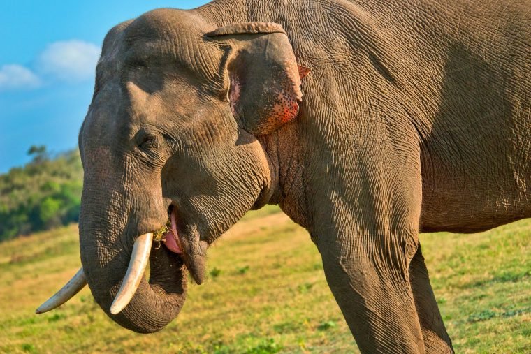 Sri Lankan Elephant, Wilpattu National Park, Sri Lanka