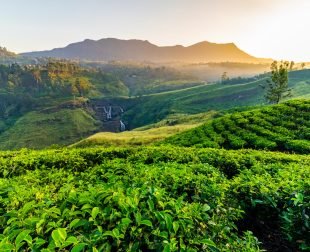 Tea plantation and St Claire waterfall at sunrise, Sri Lanka