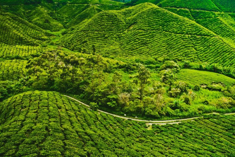 tea-plantation