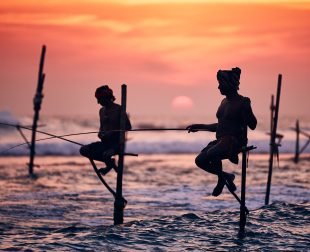 Traditional stilt fishing in Sri Lanka